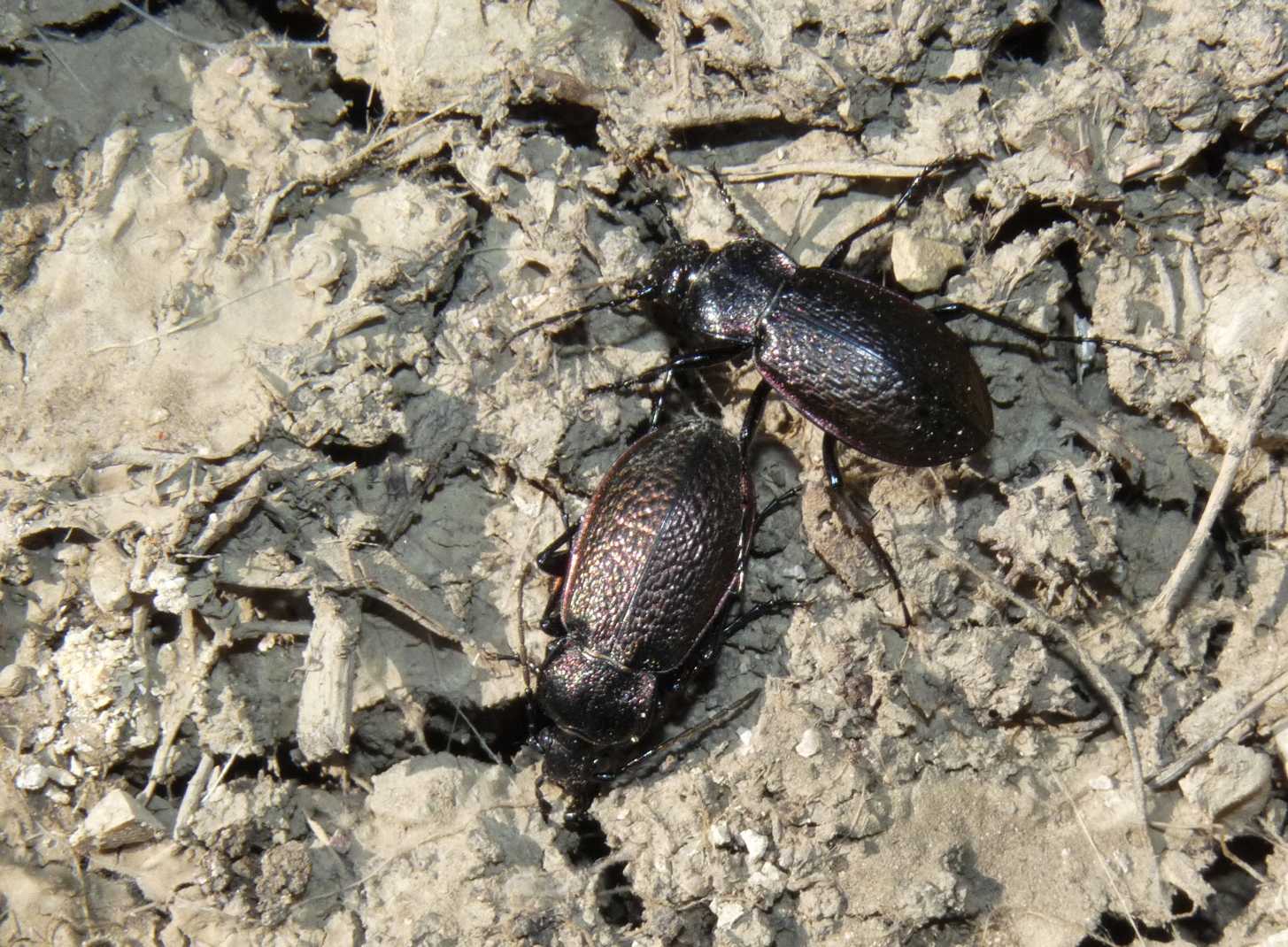 Carabus alysidotus